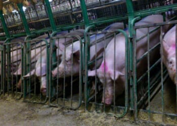 Chris Platt: Factory farming has morphed from post-war necessity to modern exploitation