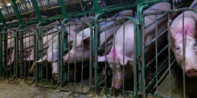 Chris Platt: Factory farming has morphed from post-war necessity to modern exploitation