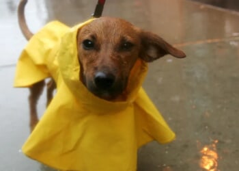 Connecticut Dog Abandoned, Tied To Fence During Strong Nor’easter Storm