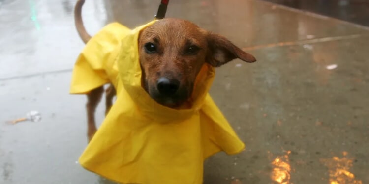 Connecticut Dog Abandoned, Tied To Fence During Strong Nor’easter Storm
