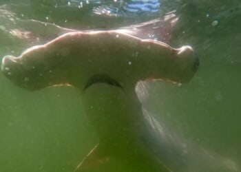 Critically Endangered Shark Meat Sold In Stores Across United States, Study Says