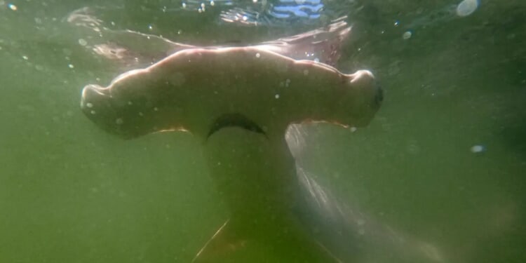 Critically Endangered Shark Meat Sold In Stores Across United States, Study Says