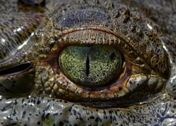 Crocodile, Not Alligator, Kills Dog In Florida