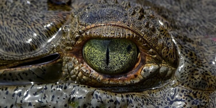 Crocodile, Not Alligator, Kills Dog In Florida