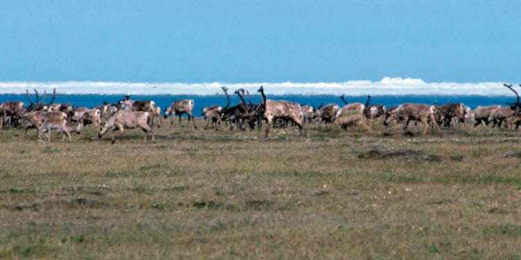DAVID BLACKMON: Promises Made, Promises Kept On ANWR