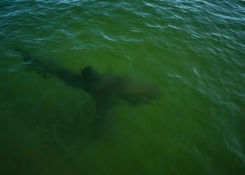 Data Shows 12-Foot Great White Sharks Lingering Off Carolinas Amid Winter Migration