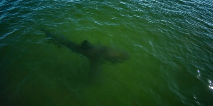 Data Shows 12-Foot Great White Sharks Lingering Off Carolinas Amid Winter Migration