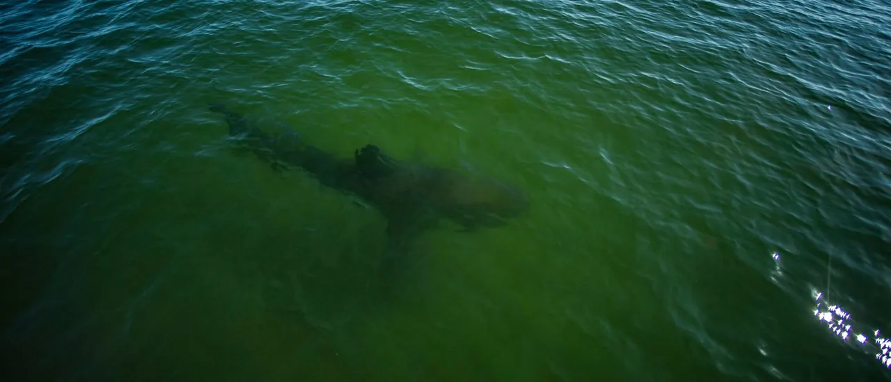 Data Shows 12-Foot Great White Sharks Lingering Off Carolinas Amid Winter Migration
