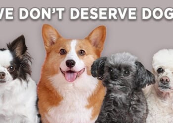 Firefighters Save Puppy Perilously Pressed Between Boulders in California (WATCH) – Twitchy