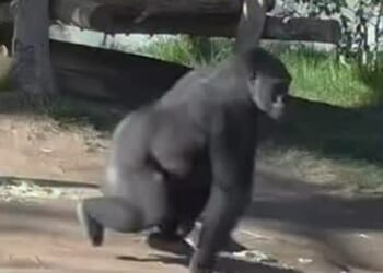 Frightening moment San Diego Zoo gorilla charges, shatters its glass enclosure in front of terrified visitors