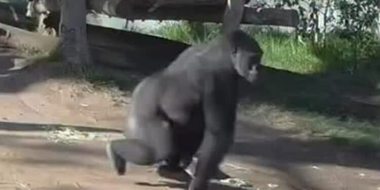 Frightening moment San Diego Zoo gorilla charges, shatters its glass enclosure in front of terrified visitors