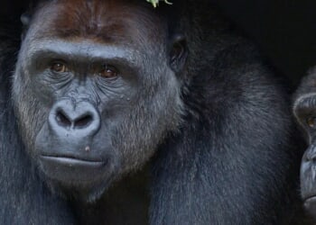 Gorilla Nearly Busts Through Glass Window At San Diego Zoo In Terrifying Scene