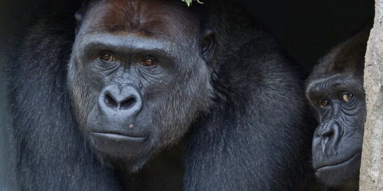 Gorilla Nearly Busts Through Glass Window At San Diego Zoo In Terrifying Scene