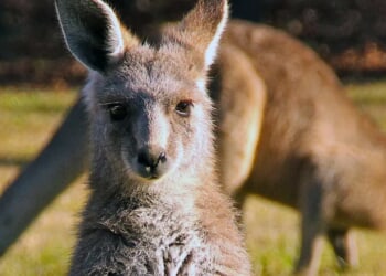 Insane Video Shows Kangaroo Nearly Getting Blasted By 160 MPH Supercar During Bathurst 1000 In Australia