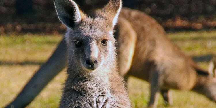 Insane Video Shows Kangaroo Nearly Getting Blasted By 160 MPH Supercar During Bathurst 1000 In Australia