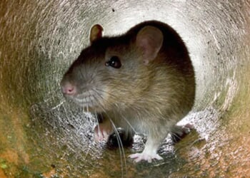 Insane Video Shows Rat Catching Bat Out Of Midair In First Time Ever