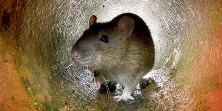 Insane Video Shows Rat Catching Bat Out Of Midair In First Time Ever