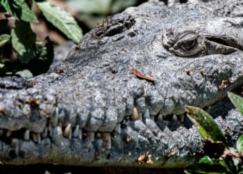 Jamaican Government Warns Residents About Crocodiles Amid Flooding From Hurricane Melissa