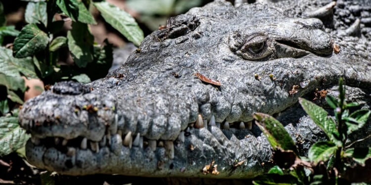 Jamaican Government Warns Residents About Crocodiles Amid Flooding From Hurricane Melissa