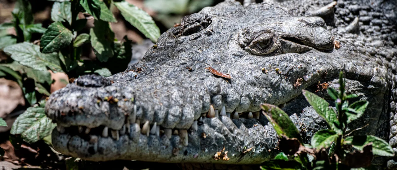Jamaican Government Warns Residents About Crocodiles Amid Flooding From Hurricane Melissa