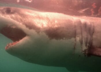 Largest Male Great White Shark In Atlantic History Reemerges Off Canadian Coast