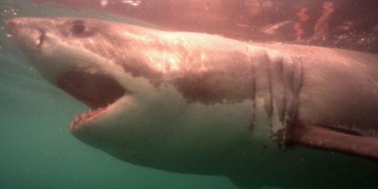 Largest Male Great White Shark In Atlantic History Reemerges Off Canadian Coast