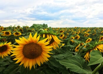 Lord Ashcroft: Can the path to peace in the Middle East also lead to peace in Ukraine?