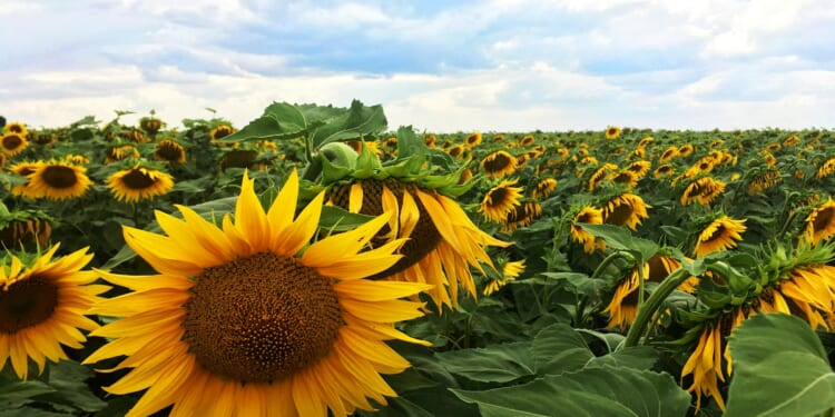 Lord Ashcroft: Can the path to peace in the Middle East also lead to peace in Ukraine?