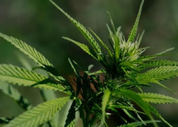 REPORT: ‘Dopest Lawyer In Town’ Busted After Alleged Drunken Behavior Outside Girlfriend’s Home