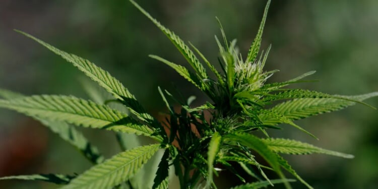 REPORT: ‘Dopest Lawyer In Town’ Busted After Alleged Drunken Behavior Outside Girlfriend’s Home