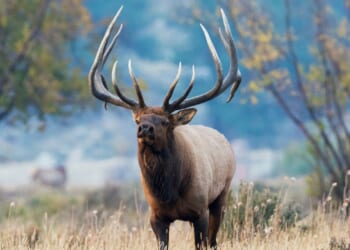 Rutting Bull Elk Charges Golf Cart Antlers First in Colorado, Guess Who Wins? [WATCH]
