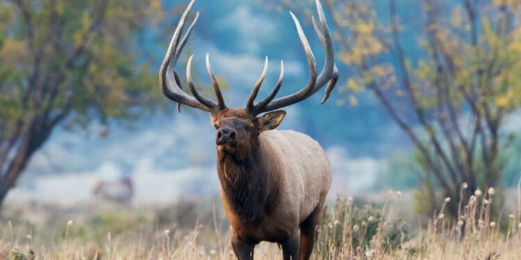 Rutting Bull Elk Charges Golf Cart Antlers First in Colorado, Guess Who Wins? [WATCH]