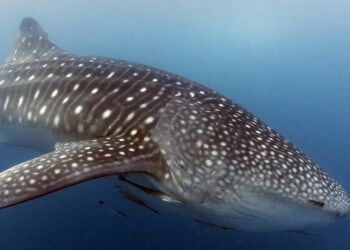Sighting Of Rare Whale Shark Triggers Beach Closures In Israel