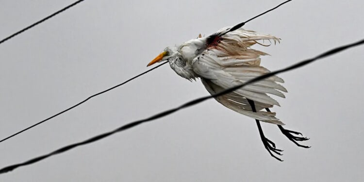 Tens Of Thousands Of Birds Trapped In Eye Of Category 5 Hurricane Melissa