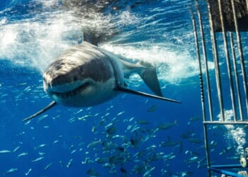 ‘Biggest Great White Shark Ever Recorded’ in Atlantic Reveals Interesting New Migration Patterns North [WATCH]