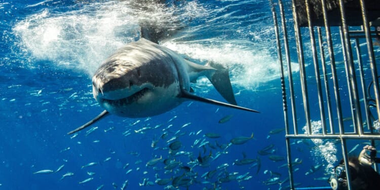 ‘Biggest Great White Shark Ever Recorded’ in Atlantic Reveals Interesting New Migration Patterns North [WATCH]