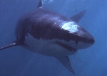 ‘Inspired By Actual Events’ Movie Blending World War II History, Gargantuan Shark Looks Like Absolute Smash Hit