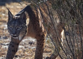 ‘Mythical’ All-White Iberian Lynx Spotted For First Time Ever In Spain