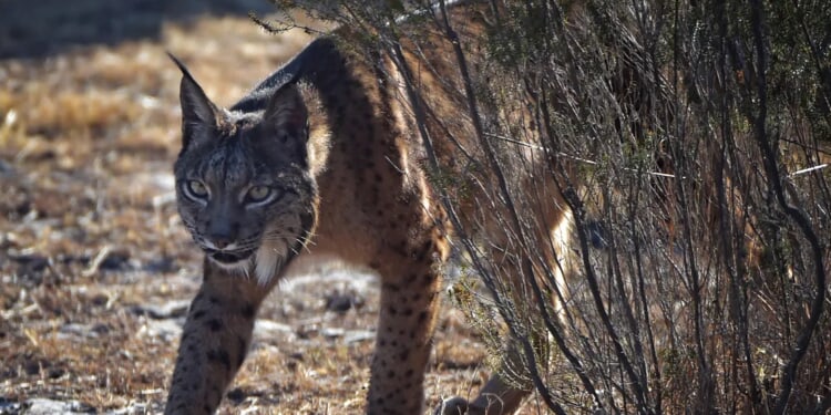 ‘Mythical’ All-White Iberian Lynx Spotted For First Time Ever In Spain