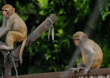 ‘What The Heck Is Making Them All Jump?’: Wild Monkeys Fly Into Water At Florida State Park In Crazy Scene