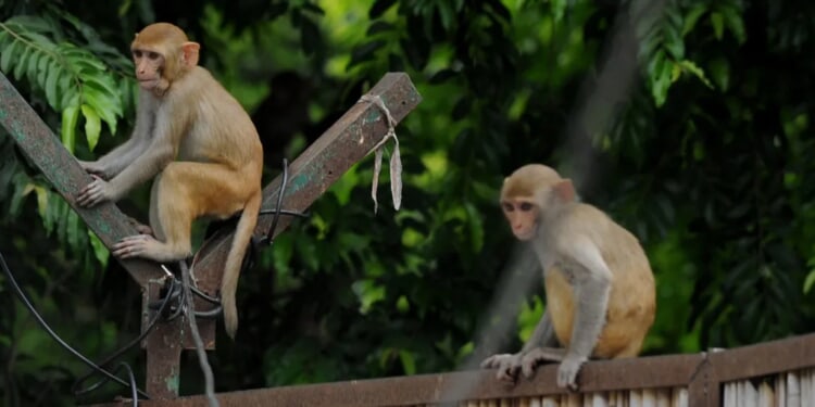 ‘What The Heck Is Making Them All Jump?’: Wild Monkeys Fly Into Water At Florida State Park In Crazy Scene