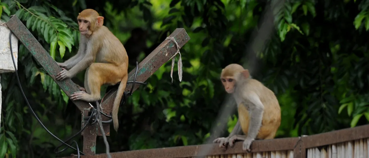 ‘What The Heck Is Making Them All Jump?’: Wild Monkeys Fly Into Water At Florida State Park In Crazy Scene