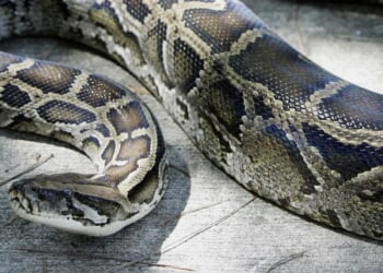 12-Foot Burmese Python Captured Way More North Than They Need To Be