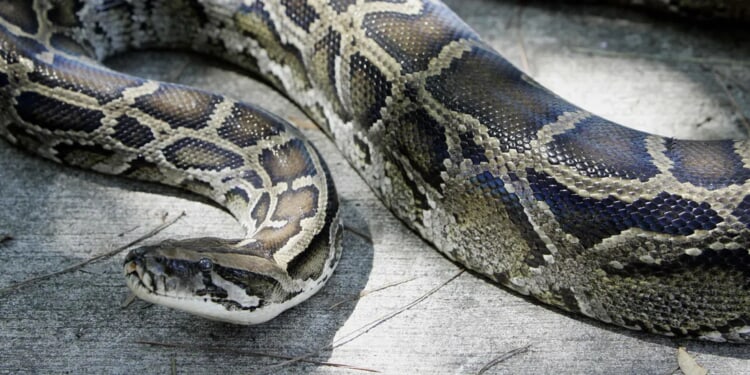 12-Foot Burmese Python Captured Way More North Than They Need To Be