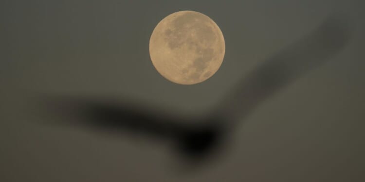 November's supermoon will be the closest of the year