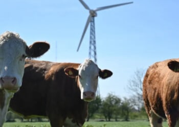 Cows Drop Like Flies After Greenie Gov’t Policy Promotes Drugged Feed