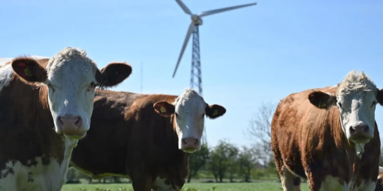 Cows Drop Like Flies After Greenie Gov’t Policy Promotes Drugged Feed