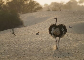 Feds Gun Down Hundreds of Ostriches in Midnight Massacre – Owners Begged, Court Ignored – Twitchy