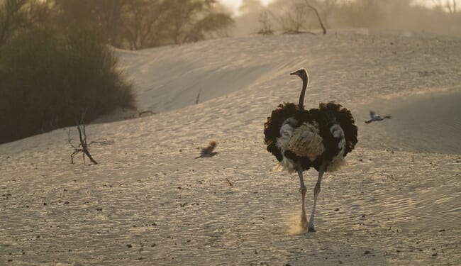 Feds Gun Down Hundreds of Ostriches in Midnight Massacre – Owners Begged, Court Ignored – Twitchy