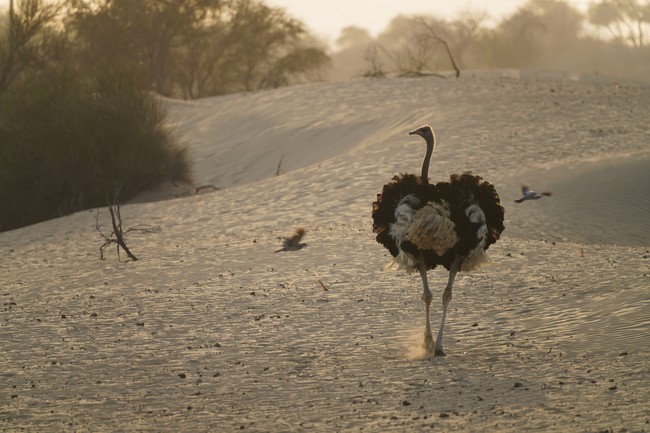 Feds Gun Down Hundreds of Ostriches in Midnight Massacre – Owners Begged, Court Ignored – Twitchy